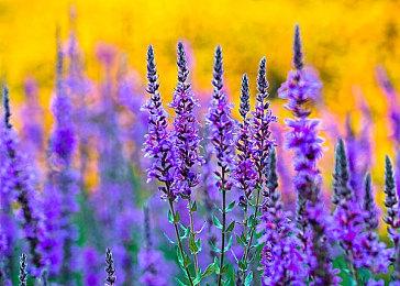 NS《Collar×Malice -Unlimited-》中文版剧情大纲公开，抢先一窥剧情走向